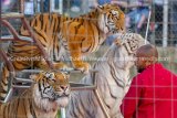 Shrine Circus Entertains Jerseyville