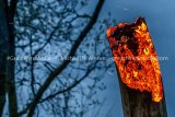 Dead tree Blazes After Apparent  Lightning Strike