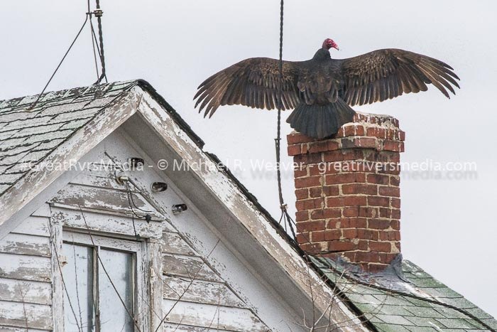 Turkey Vulture (Cathartes aura) with wings extended